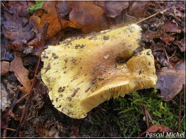 Tricholome équestre (Tricholoma equestre), photo 2 sur 2