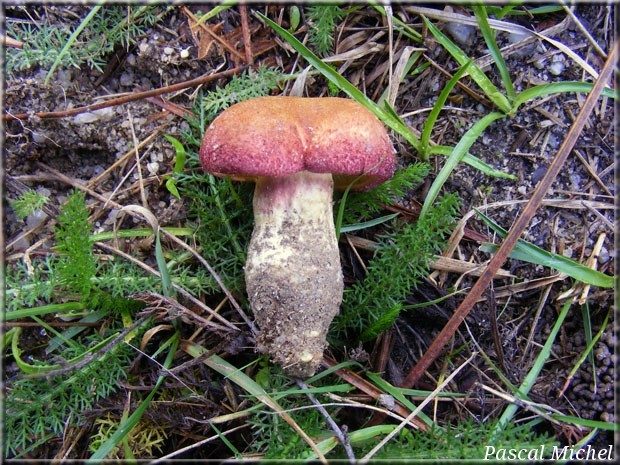 Tricholome rutilant (Tricholomopsis rutilans)