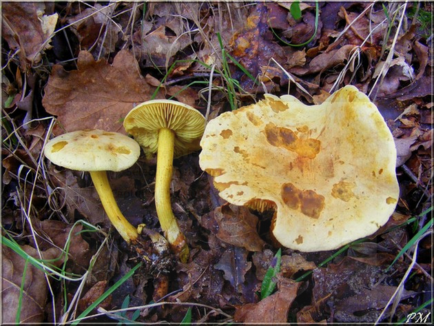 Tricholome soufré (Tricholoma sulphureum), photo 1 sur 2
