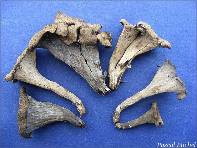 Trompette-des-morts (Craterellus cornucopioides)
