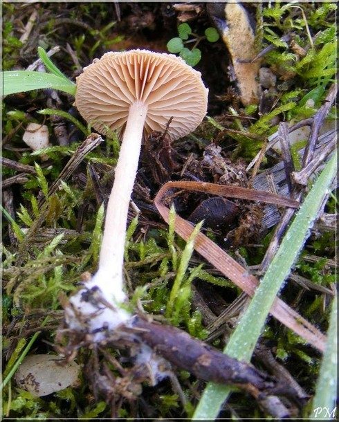 Tubaria furfuracea, photo 2 sur 2