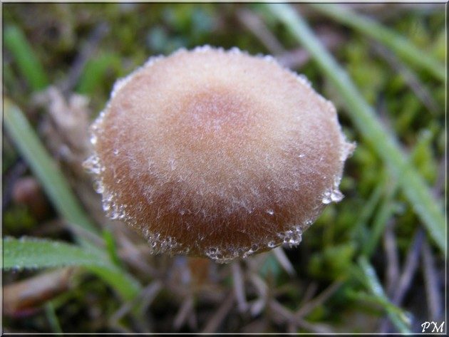 Tubaria furfuracea, photo 1 sur 2