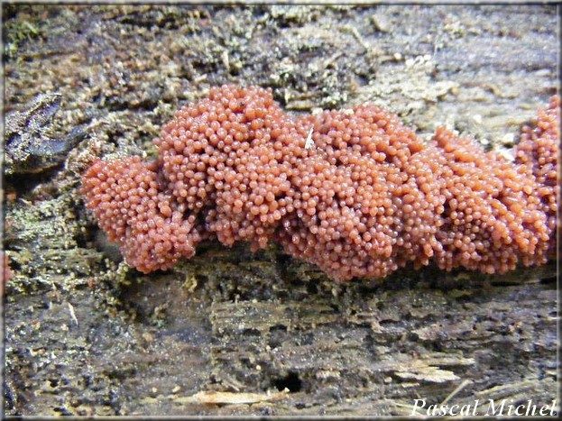 Tubifera ferruginosa, photo 2 sur 2