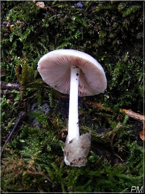 Volvaire verdâtre (Volvariella caesiotincta), photo 2 sur 3