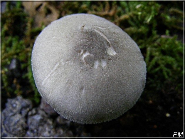 Volvaire verdâtre (Volvariella caesiotincta), photo 3 sur 3