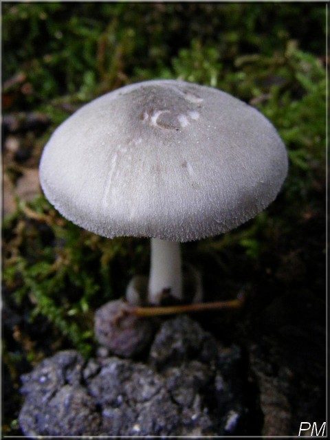 Volvaire verdâtre (Volvariella caesiotincta), photo 1 sur 3