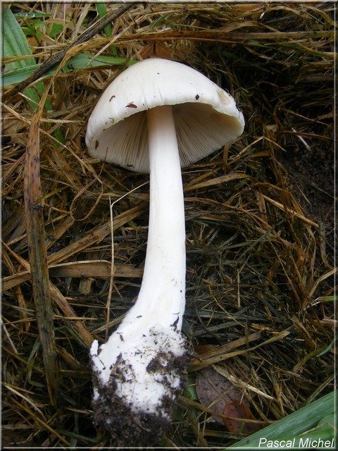 Volvopluteus gloiocephalus, photo 3 sur 4