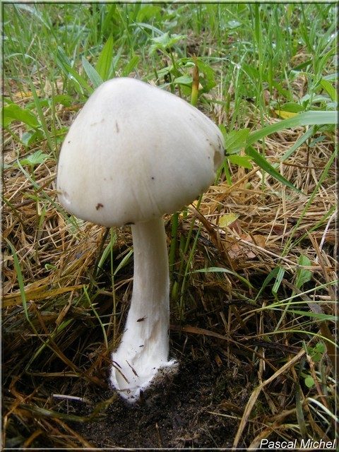 Volvopluteus gloiocephalus, photo 4 sur 4