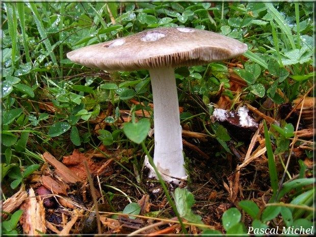 Volvopluteus gloiocephalus, photo 1 sur 4
