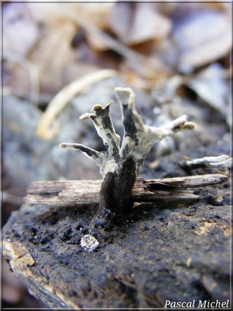 Xylaire du bois (Xylaria hypoxylon), photo 1 sur 2
