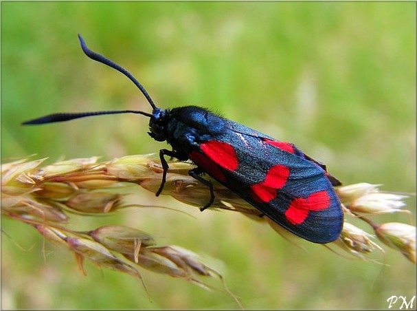 Zygène des Lotiers (Zygaena cf. filipendulae)