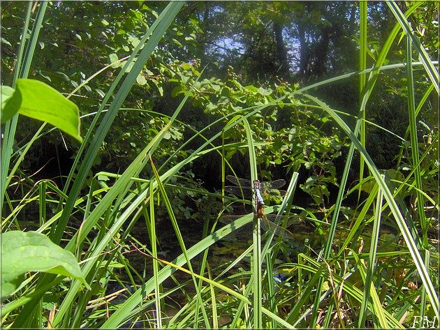 Orthétrum bleuissant (Orthetrum coerulescens), accouplement