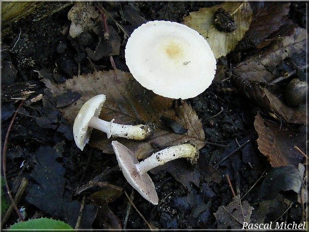 Agaric solitaire (Agaricus semotus), photo 1 sur 2