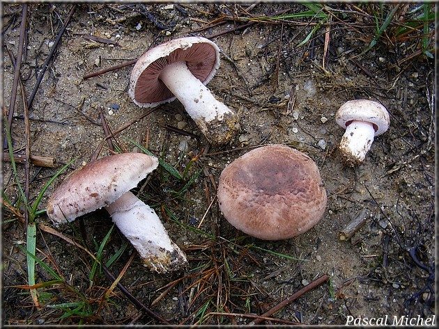 Agaric pourpré (Agaricus porphyrocephalus), photo 1 sur 3