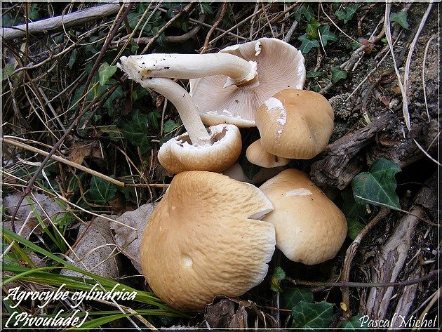 Cyclocybe cylindracea, photo 1 sur 2