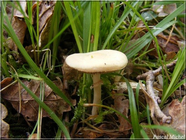 Agrocybe précoce (Agrocybe praecox), photo 1 sur 3