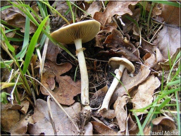 Agrocybe précoce (Agrocybe praecox), photo 2 sur 3