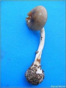 Amanite porphyre (Amanita porphyria), photo 2 sur 3
