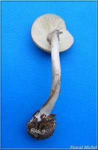 Amanite porphyre (Amanita porphyria), photo 3 sur 3
