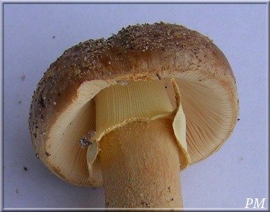 Amanite rougissante forme à anneau jaune (Amanita rubescens), photo 2 sur 3