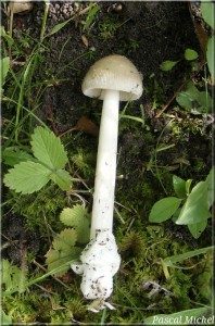 Amanita vaginata, photo 2 sur 2