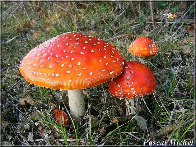 Amanite tue-mouches (Amanita muscaria)