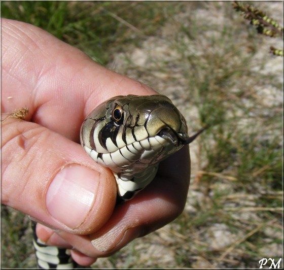 Couleuvre à collier (Natrix natrix), photo 1 sur 3