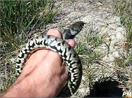 Couleuvre à collier (Natrix natrix), photo 3 sur 3