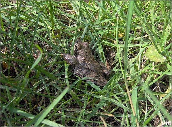 Grenouille agile (Rana dalmatina), photo 4 sur 4