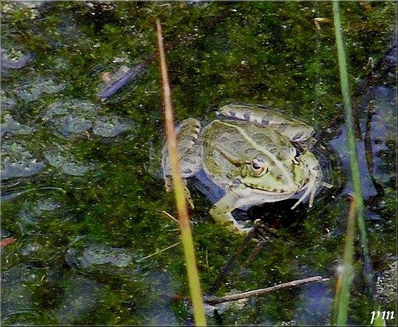 Rainette verte (Hyla arborea), grenouille verte, photo 1 sur 2