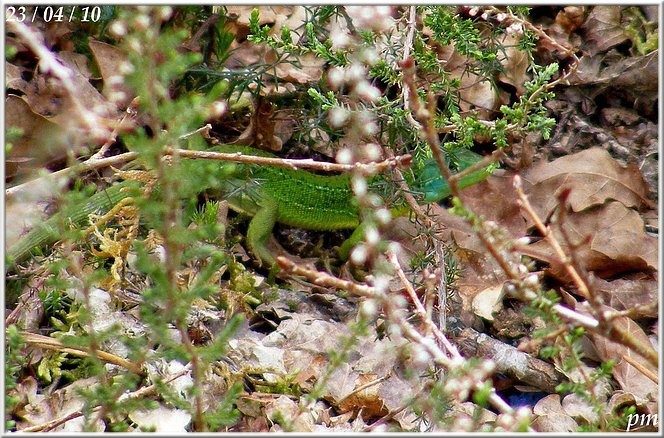 Lézard vert occidental (Lacerta bilineata), photo 2 sur 5