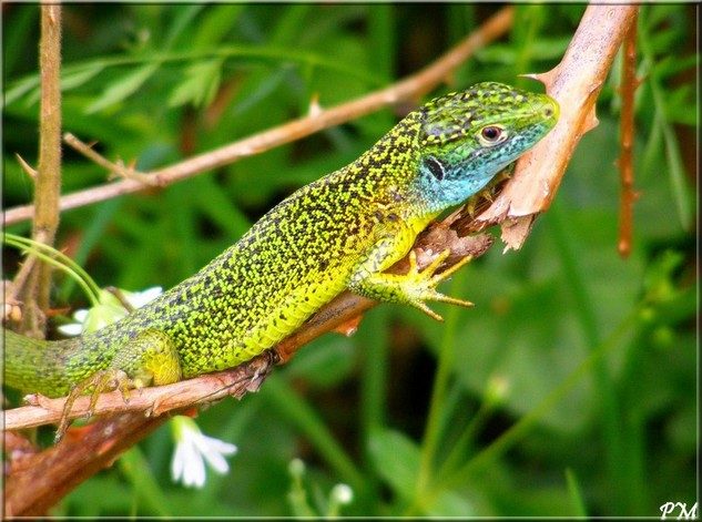 Lézard vert occidental (Lacerta bilineata), photo 3 sur 5