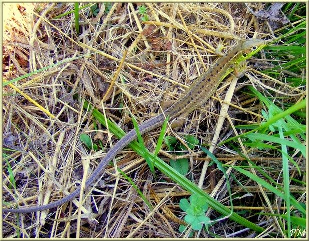 Lézard vert occidental (Lacerta bilineata), photo 4 sur 5