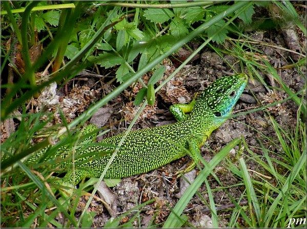 Lézard vert occidental (Lacerta bilineata), photo 1 sur 5