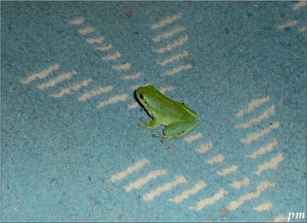 Rainette méridionale (Hyla meridionalis), photo 2 sur 3