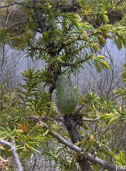 Rainette méridionale (Hyla meridionalis), photo 3 sur 3
