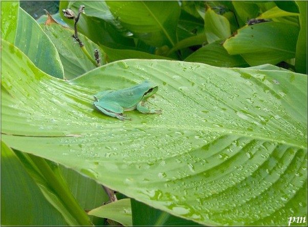 Rainette méridionale (Hyla meridionalis), photo 1 sur 3