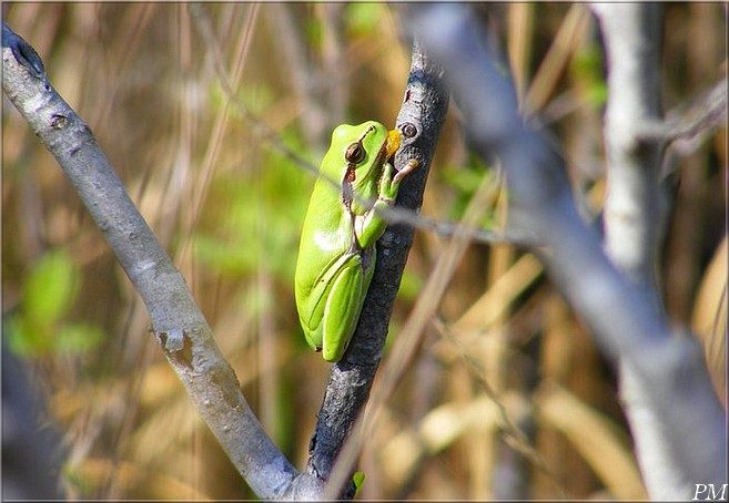 Rainette verte (Hyla arborea)