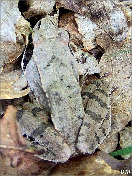 Grenouille agile (Rana dalmatina), photo 2 sur 4