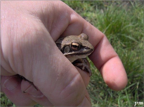 Grenouille agile (Rana dalmatina), photo 3 sur 4