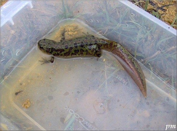 Triton marbré (Triturus marmoratus), photo 3 sur 3