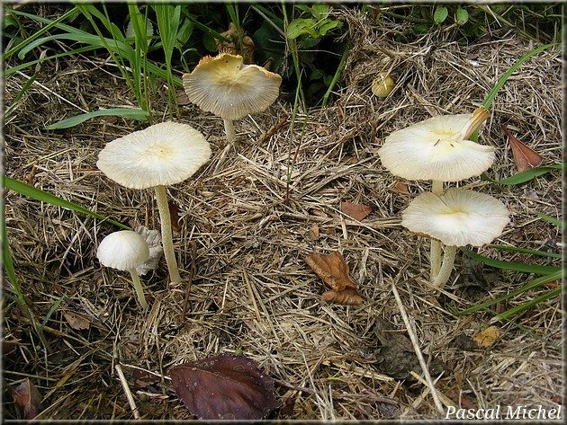Bolbitie jaune d'oeuf (Bolbitius titubans), photo 1 sur 2