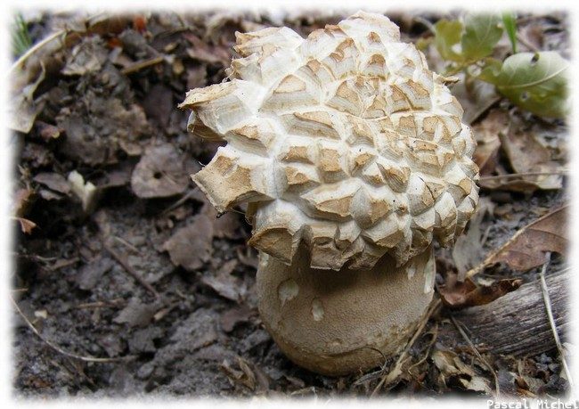 Boletus reticulatus, photo 2 sur 2