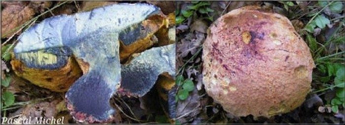 Imperator rhodopurpureus, photo 1 sur 3