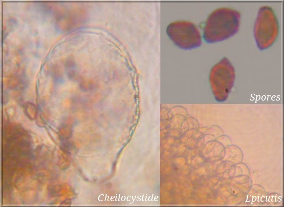 Micro du Coprin micacé ( (Coprinellus micaceus)