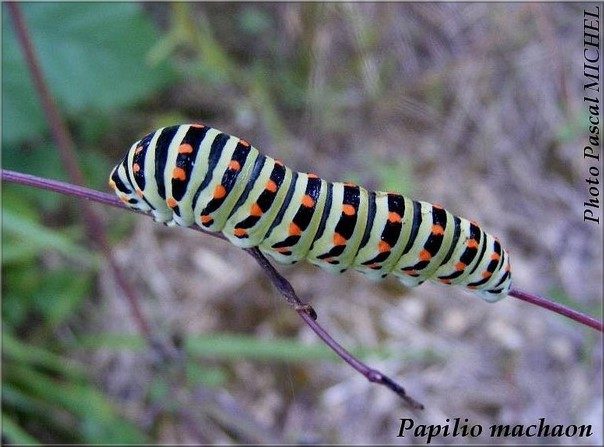 Machaon (Papilio machaon), stade 5