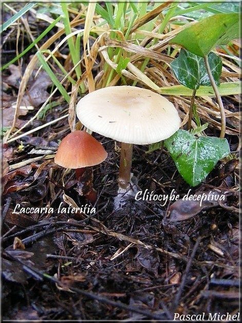 Clitocybe suaveolens, photo 1 sur 2