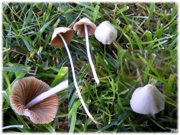 Conocybe apala