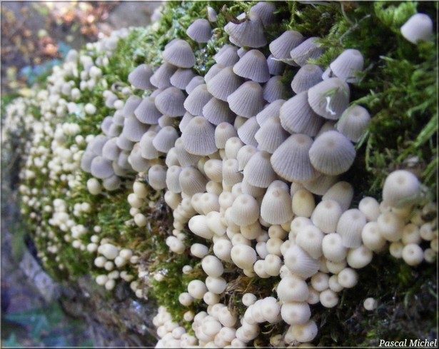Coprin disséminé (Coprinellus disseminatus)