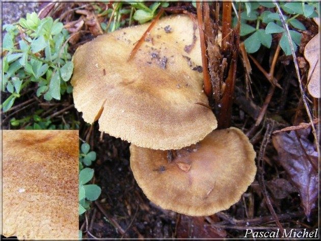 Cortinaire verdâtre (Cortinarius venetus), photo 2 sur 3